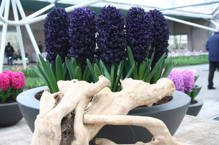 When To Plant Hyacinth Bulbs