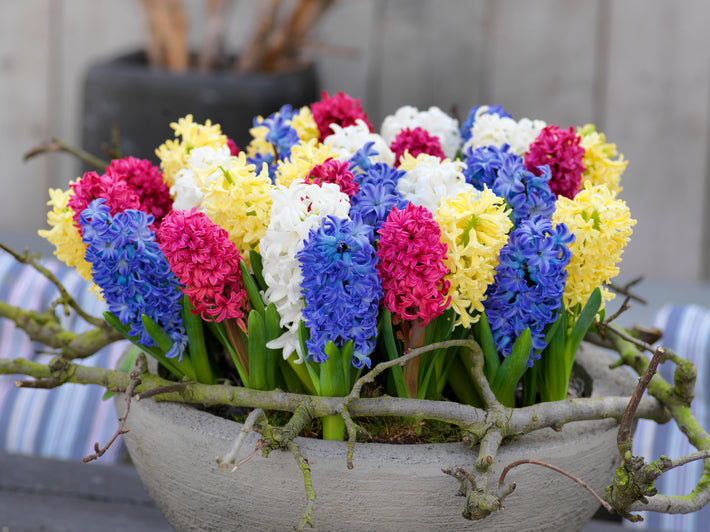 How to Plant Hyacinth Bulbs?