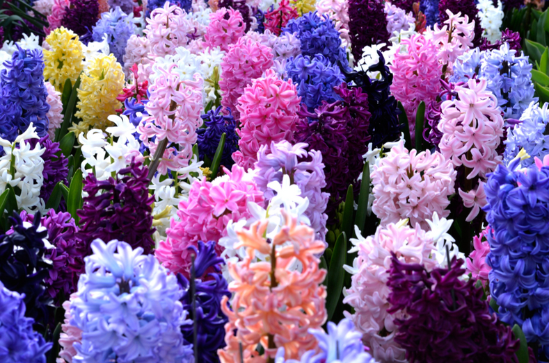 How to Care for Hyacinths?