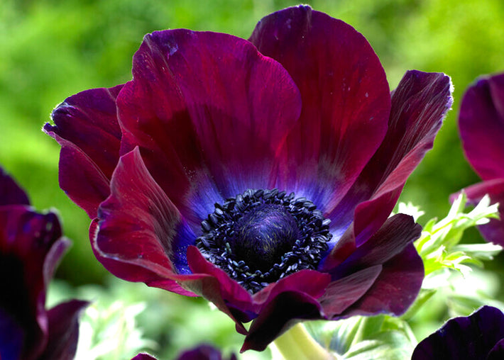 How to Grow Italian Anemones