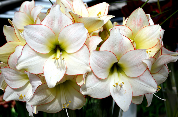 How to Grow Amaryllis?