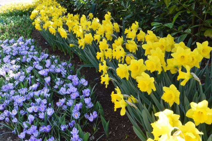 Flower Bulbs for Shade: Light Up Your Garden with Spring Color