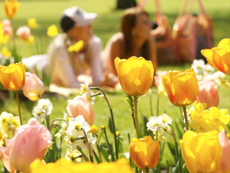 Fall Plants: Plant Flower Bulbs This Fall for a Beautiful Spring Garden