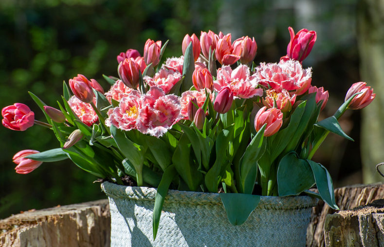 Lasagna Planting: Layering Flower Bulbs for Constant Blooming