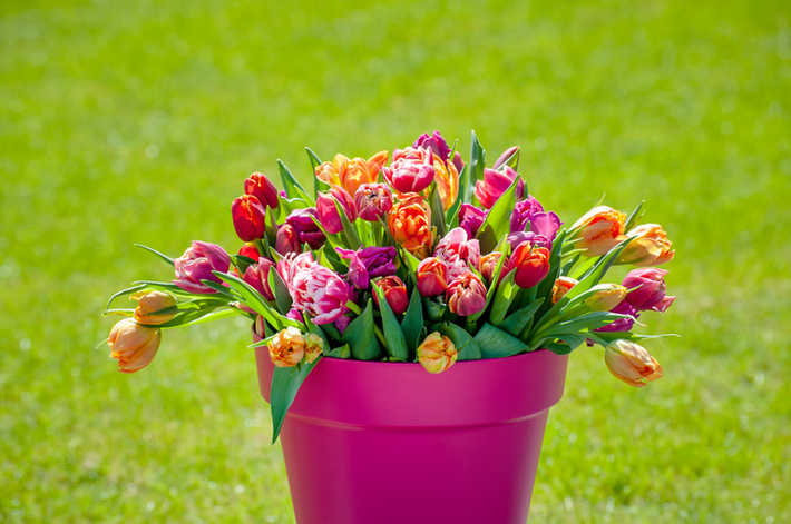 Dutch Bulbs: The Easy Way to a Colorful Garden