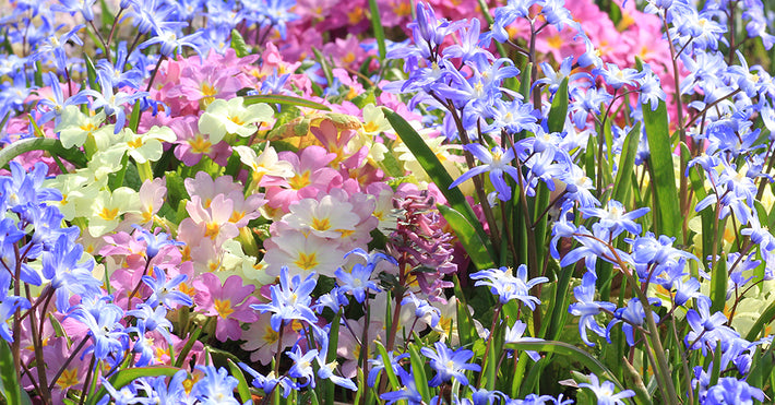 Flowering Bulbs For The Rock Garden