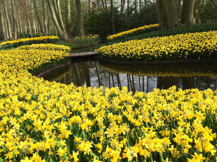 How Deep Do You Plant Daffodils In Pots?