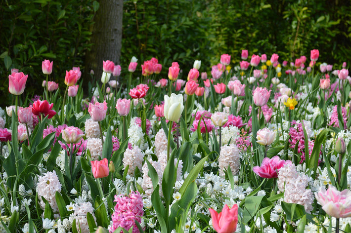 Planting a Succession of Spring Flowering Bulbs