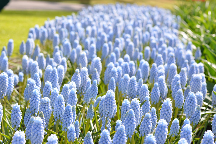 Grape Hyacinths Named Flower Bulb of the Year