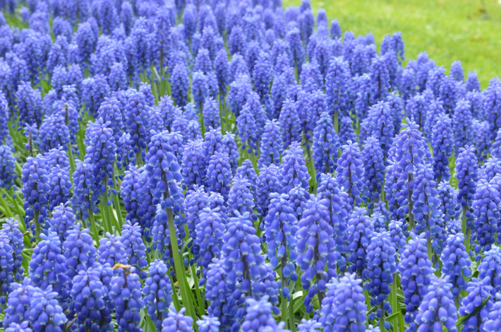 Planting a Blue Garden