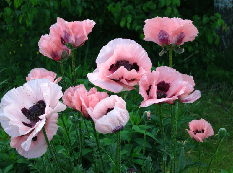 How To Grow Oriental Poppy (Papaver)