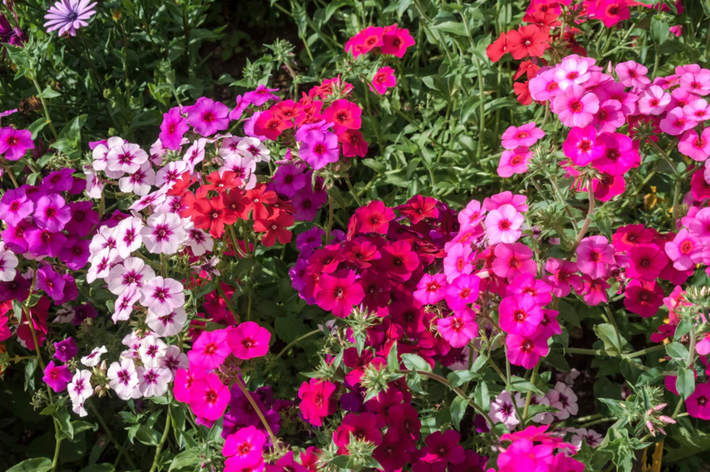 Growing Guide: How to Grow Phlox