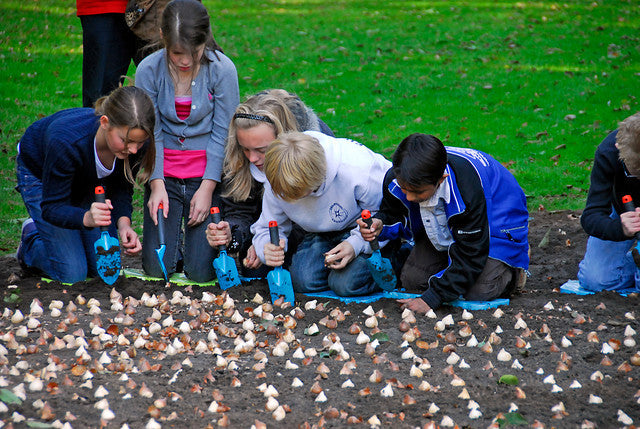 When Should I Plant My Spring Flowering Bulbs?