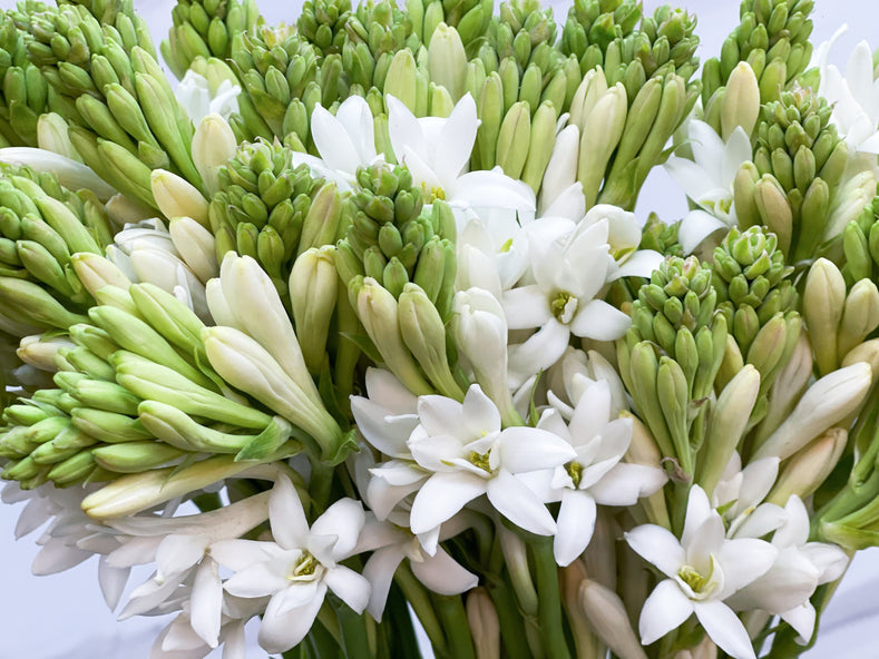 Tuberose bulbs and the story behind fragrant Polianthes