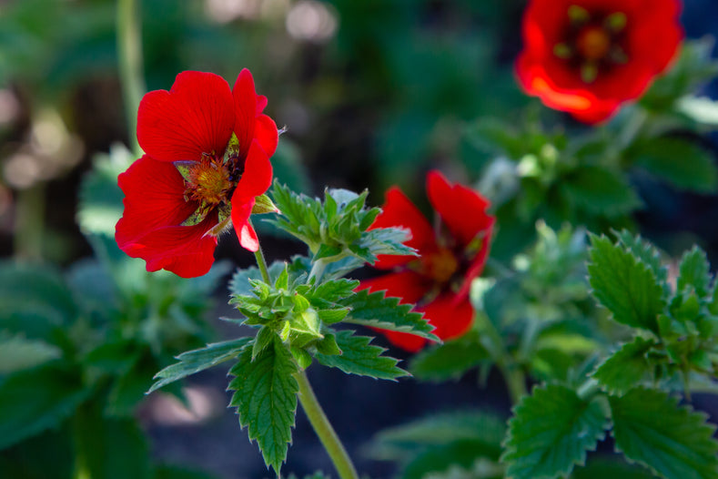 Growing Guide: How to Grow Potentilla Thurberi
