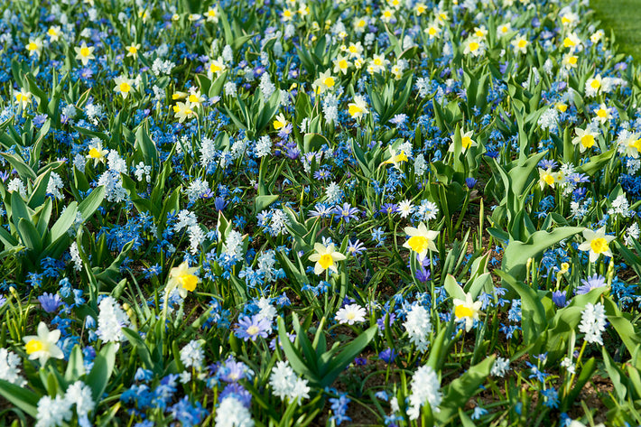 10 best spring ground covers