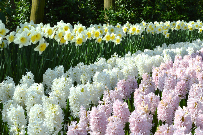 Layering Bulbs In A Container