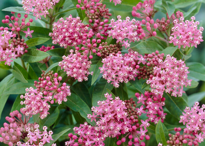 Growing and Caring for your Magnificent Swamp Milkweed!
