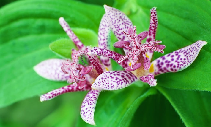 Growing Guide: How to Grow Tricyrtis (Toad Lily)