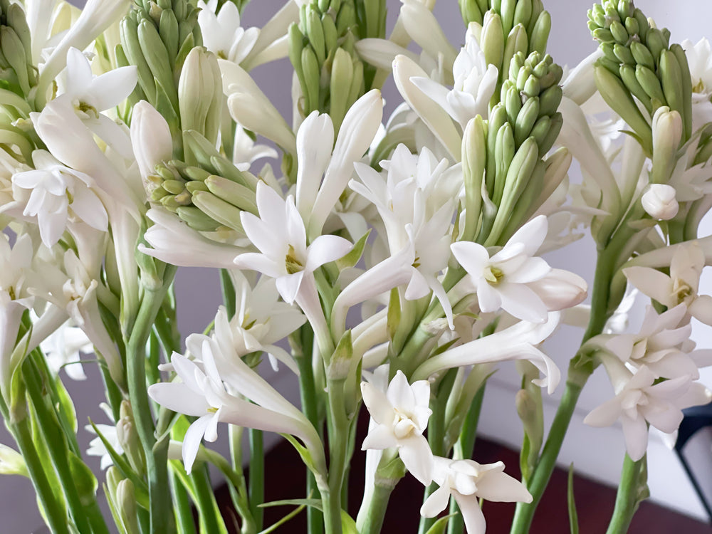 Tuberose () Tuberose