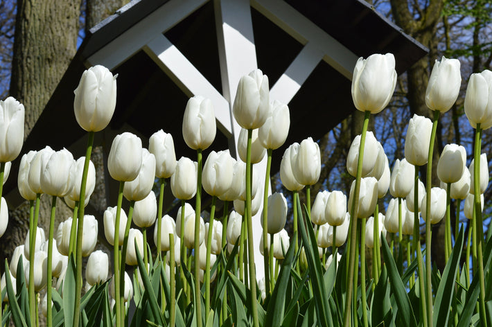 Can You Plant Flower Bulbs In The Spring?