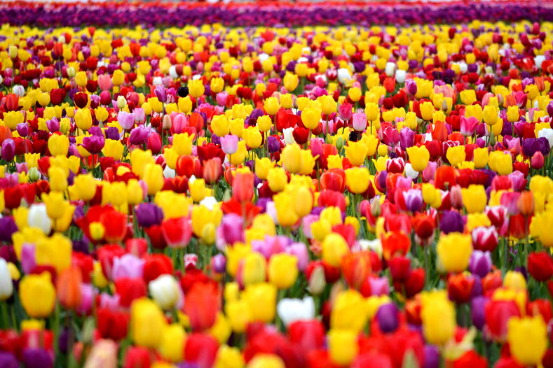 Bulb Flowers Identification
