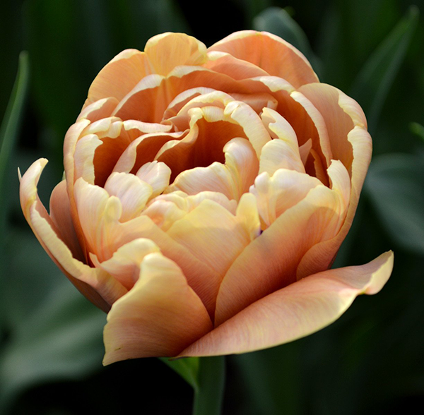 A Vibrant Garden with Living Coral