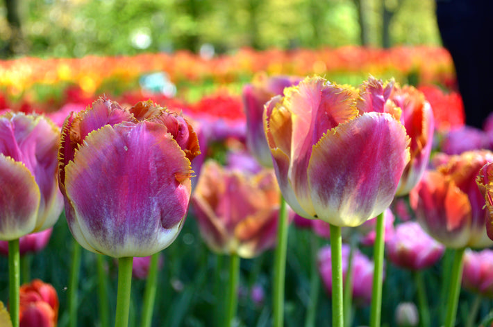 The Best Place To Buy Tulip Bulbs