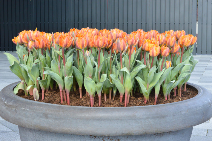 How to Plant Tulip Bulbs in Pots?