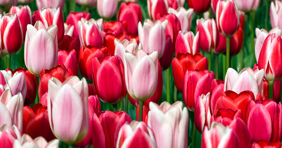 Do Tulips Rebloom Every Year? DutchGrown™