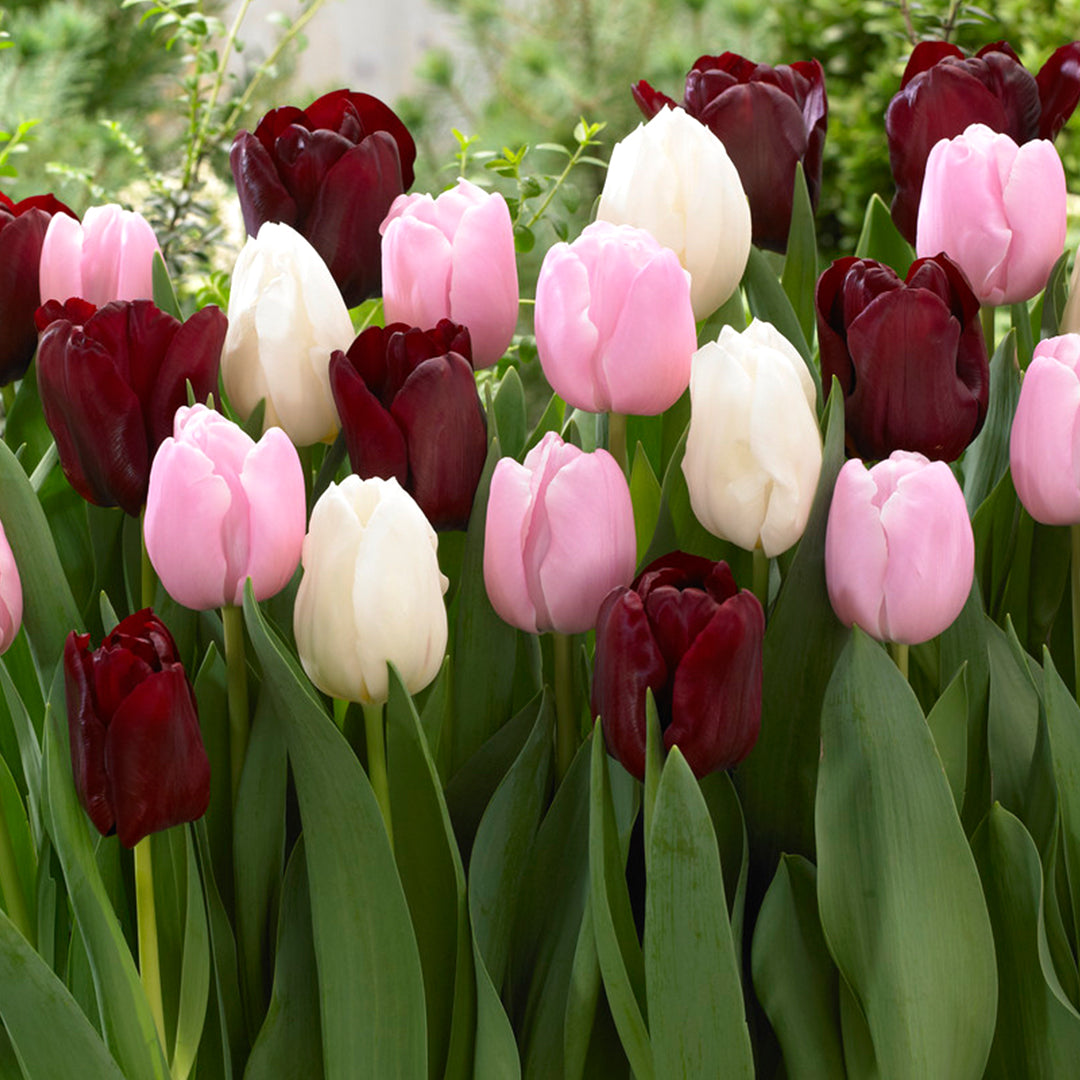 Create a beautiful spring garden with DutchGrown™ bulk tulip bulbs