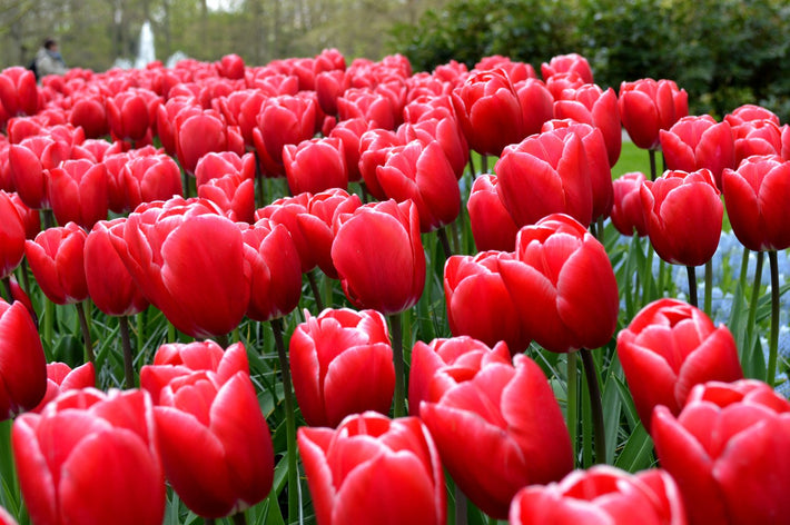 Bi-Color Tulips