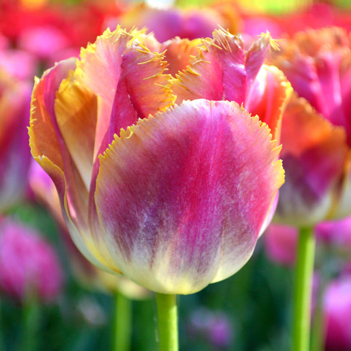 Tulip Miami Sunset – Tropical Imagination in Your Garden
