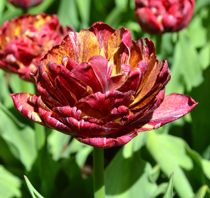 Tulip Nachtwacht – A Dutch Master in Bloom