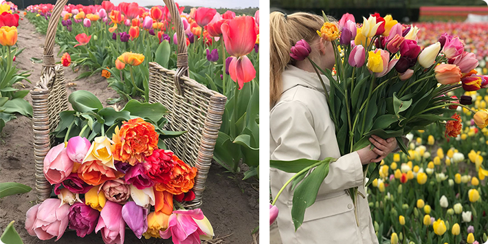 7 Gorgeous Tulips for Bouquets and Vases