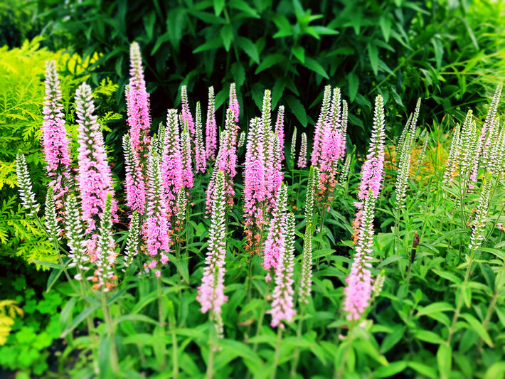 Growing Guide: How to Grow Veronica Longifolia
