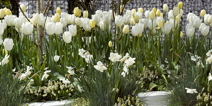 How to Grow a White Spring Garden