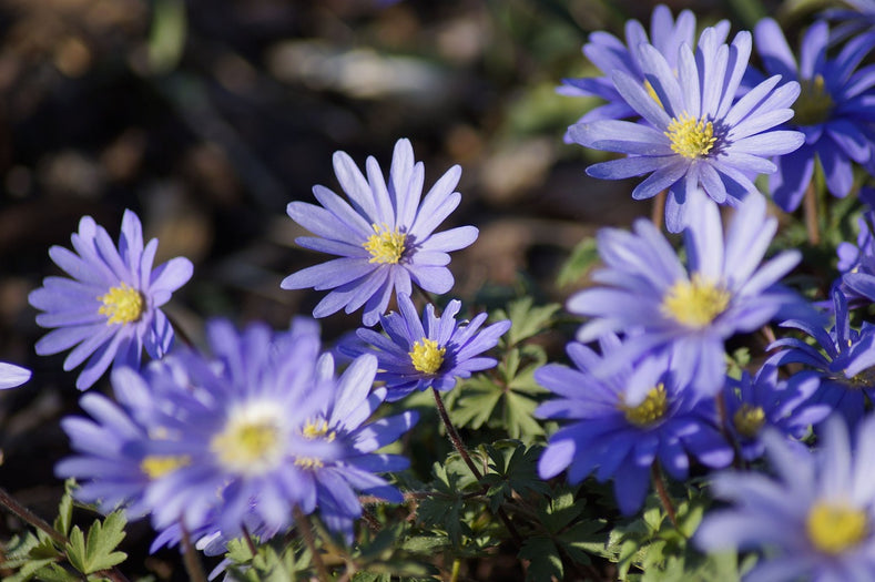 Growing Guide: How to Plant Anemone Bulbs in the Fall