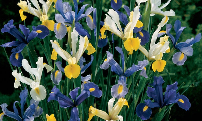 When to Plant Iris Bulbs?