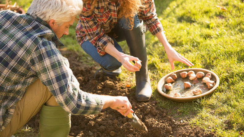 How to Plant Flower Bulbs?