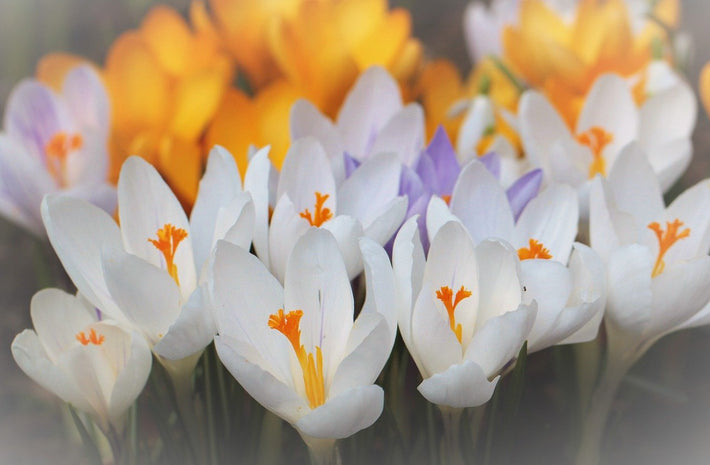 This Is The Bloom Time Of Different Fall-Planted Bulbs