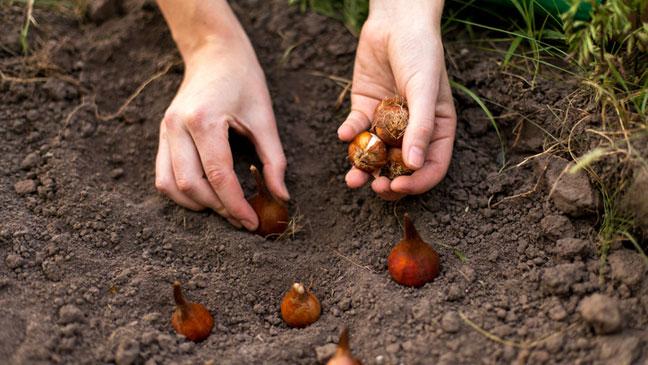 When Is the Best Time to Plant Tulip Bulbs in Your Yard?