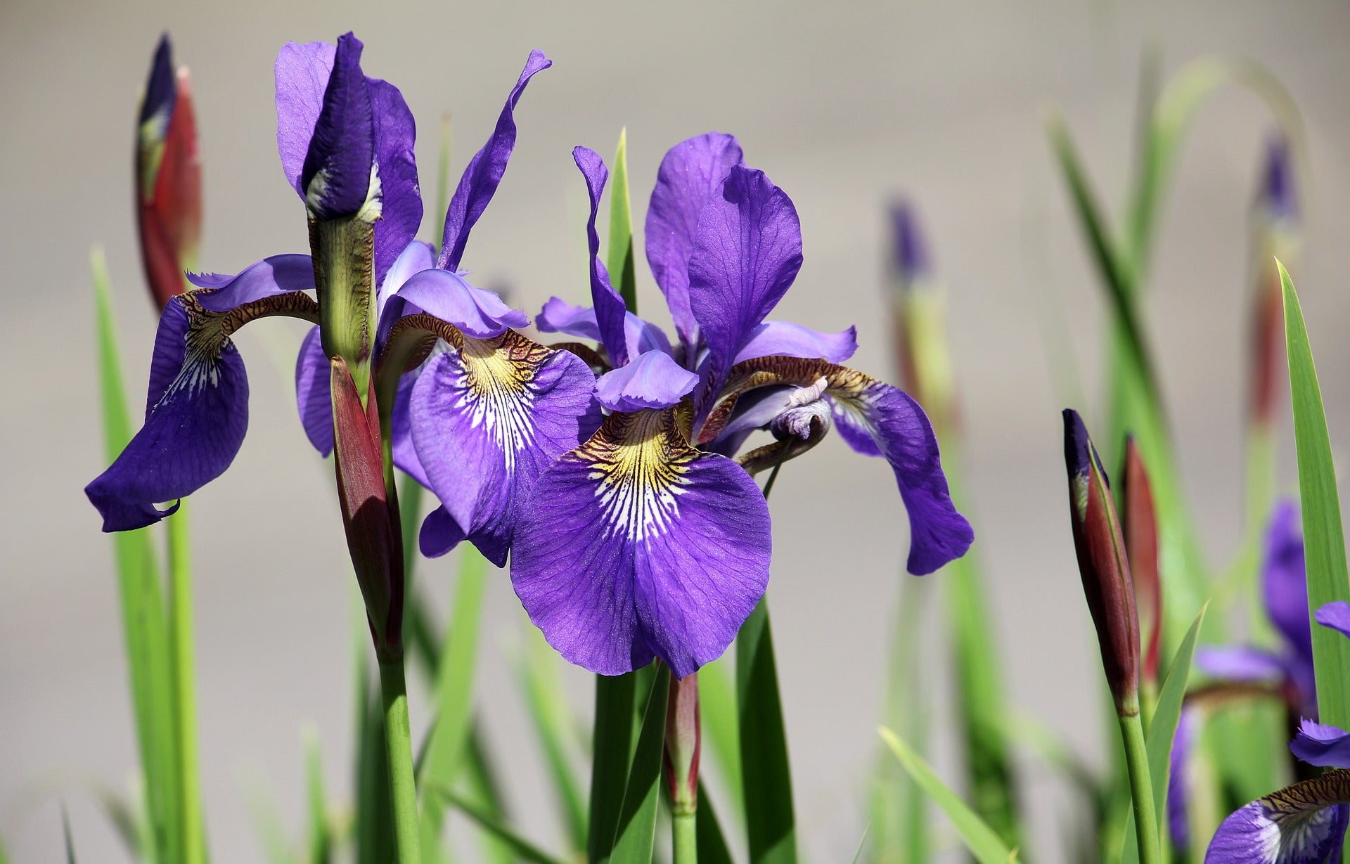 Transplanting iris deals