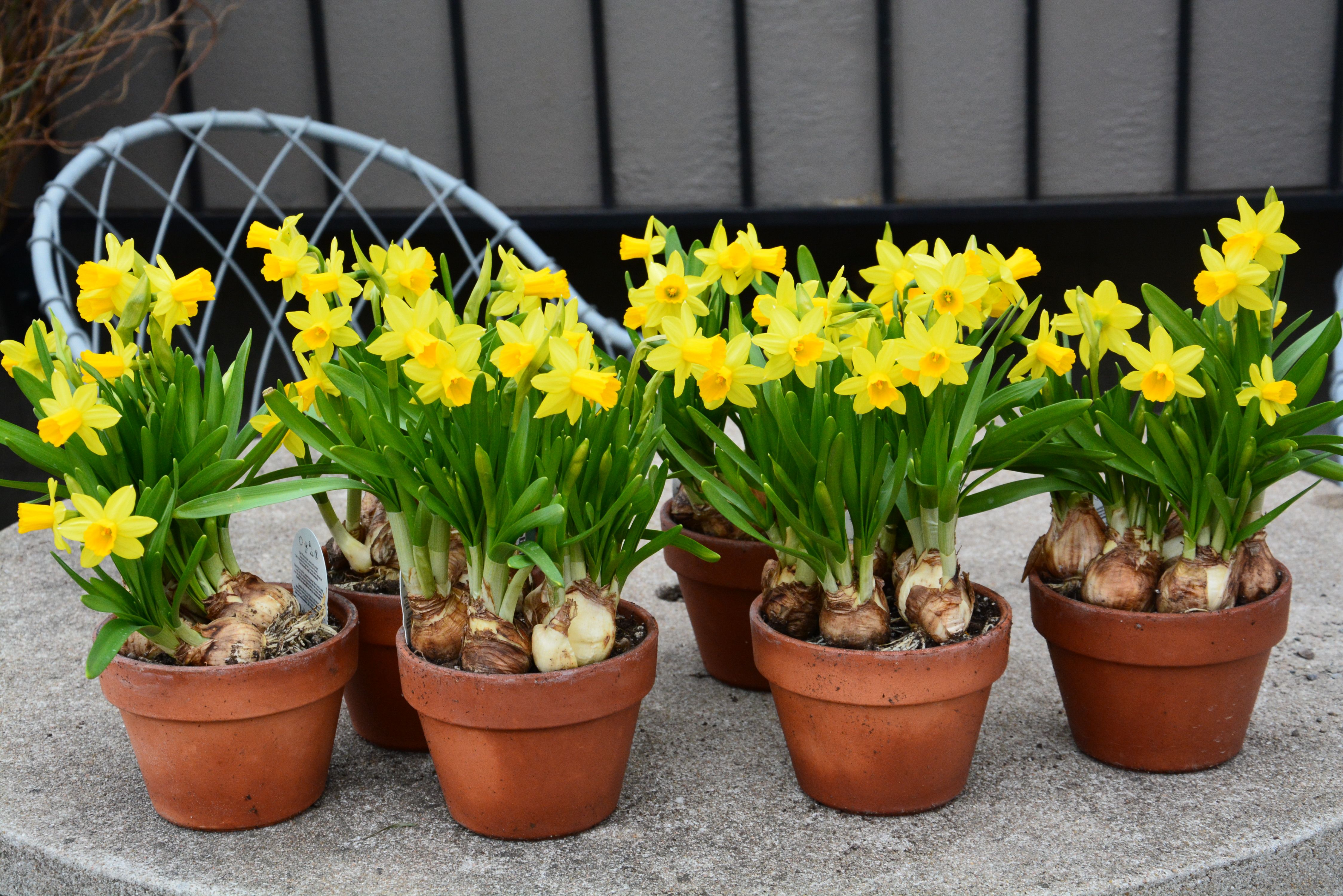 Daffodil pot display plants bulbs planting gardenersworld spring bulb container article Daffodil plants in pots