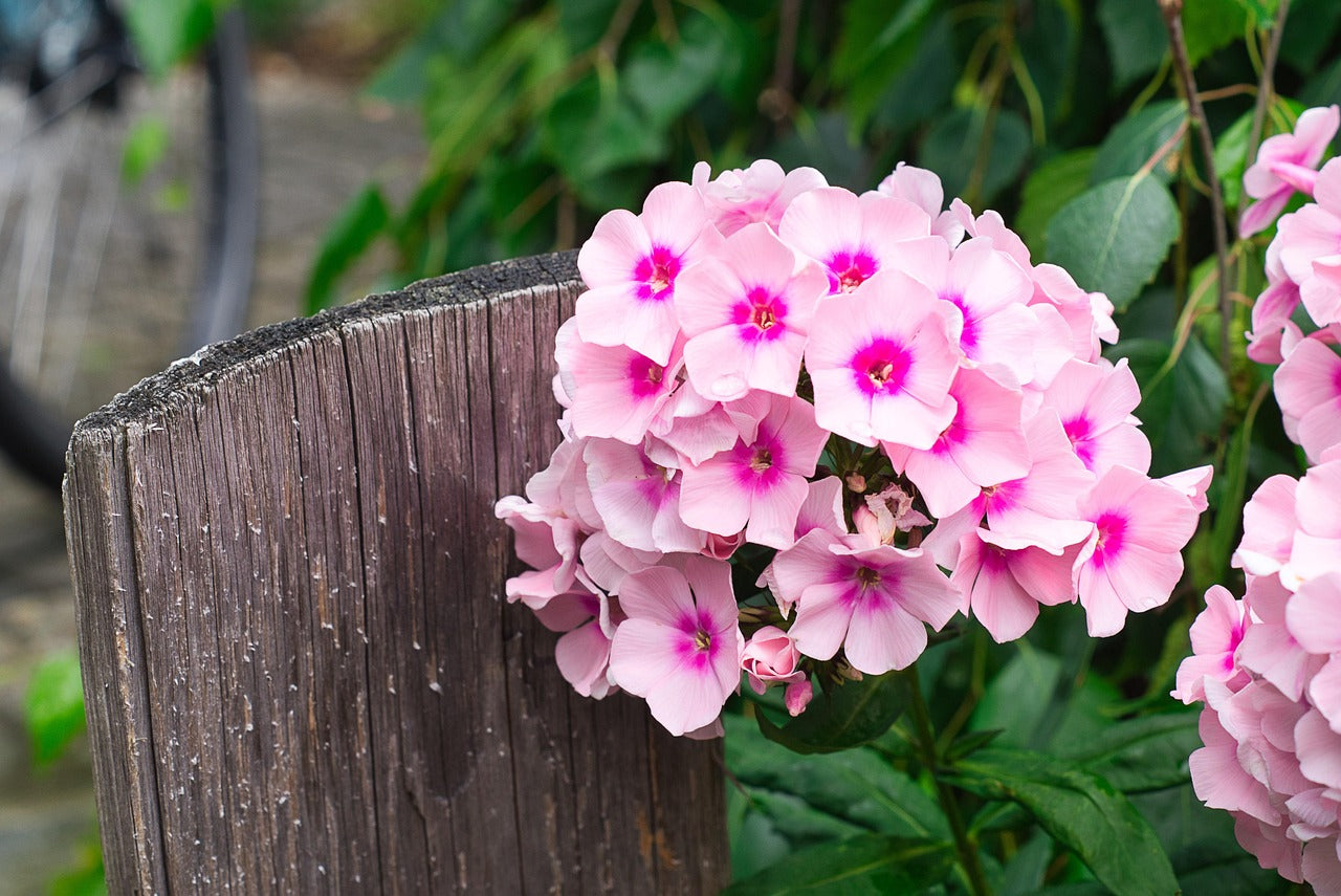 20 Perennial Flowers That Bloom From Spring To Fall | DutchGrown