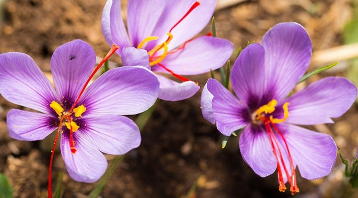 How To Harvest Saffron?