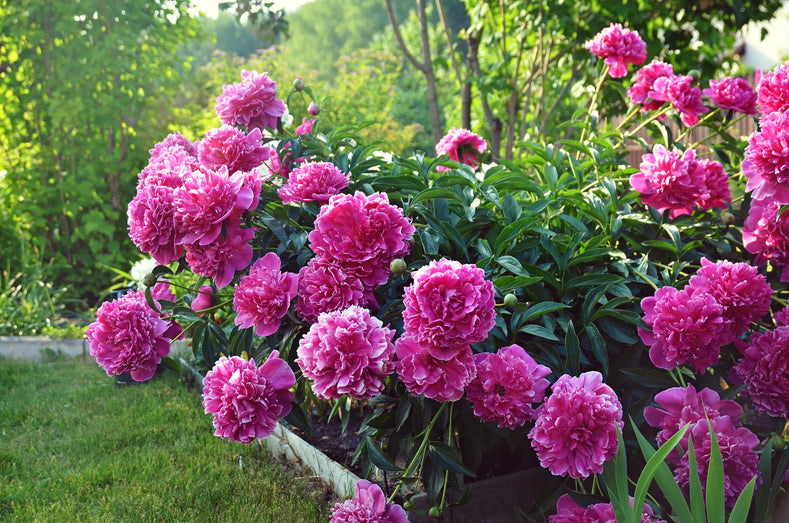 Growing Guide: Planting Peony Roots In Spring