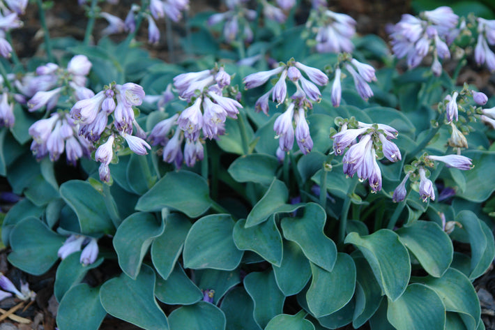 How to Grow Hostas