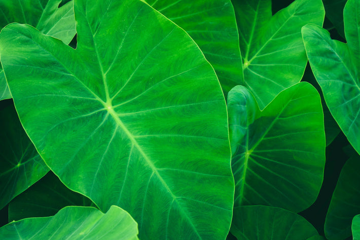 Growing Guide: How to Grow Elephant Ears