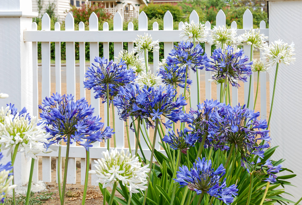 Growing Guide How to Grow Agapanthus